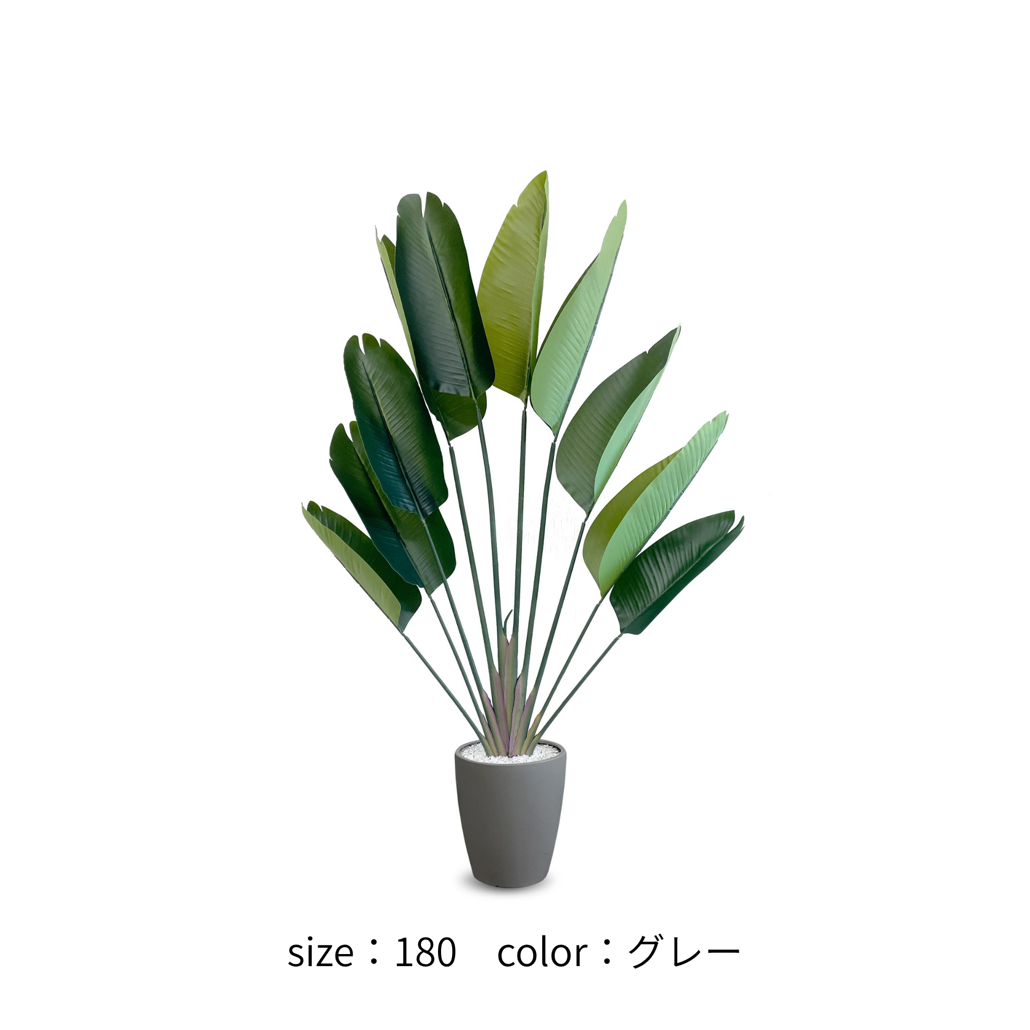 ストレチリア フェイクグリーン 鉢付属[120/150/180cm]