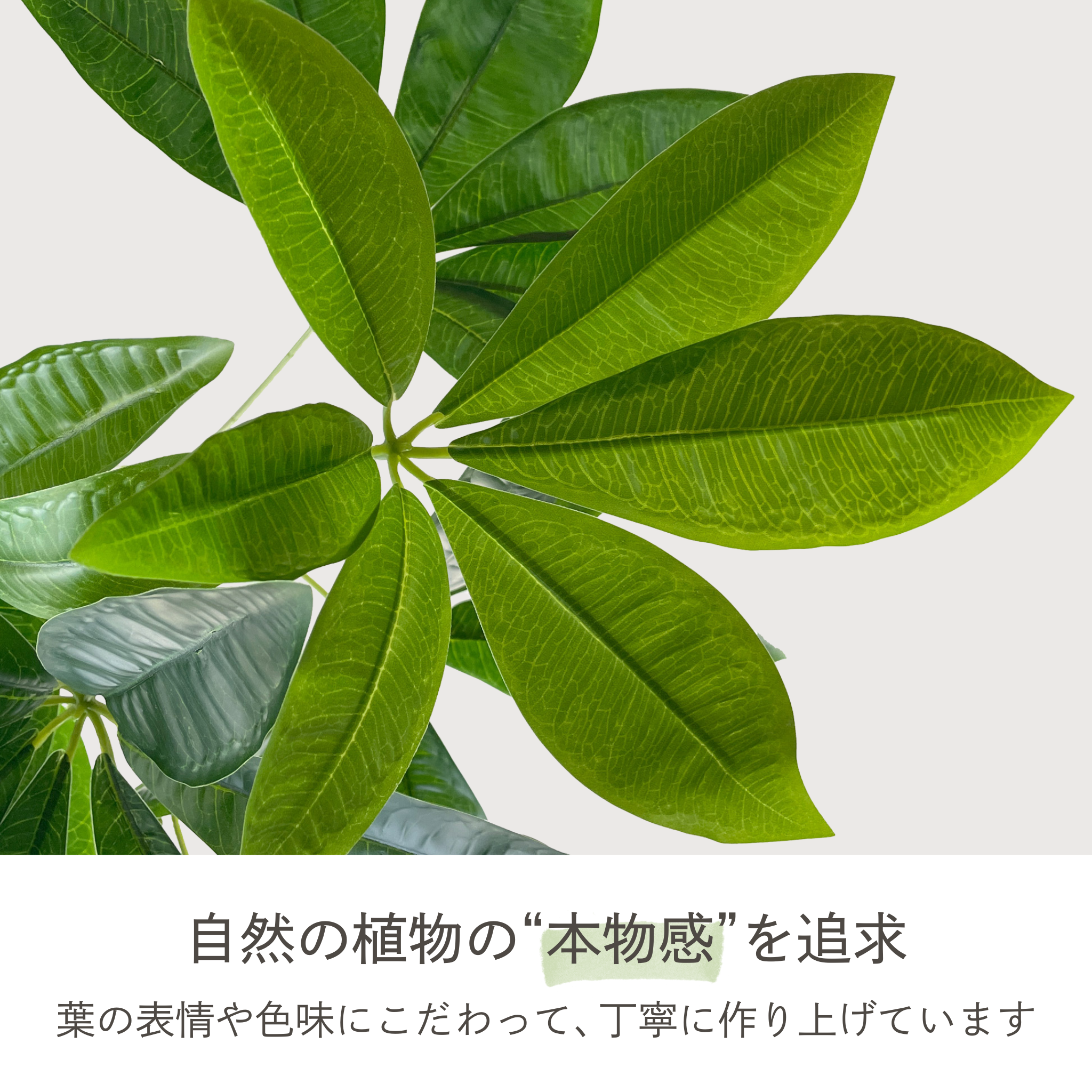 光触媒 パキラ フェイクグリーン 鉢付属[90/120/150/180cm]