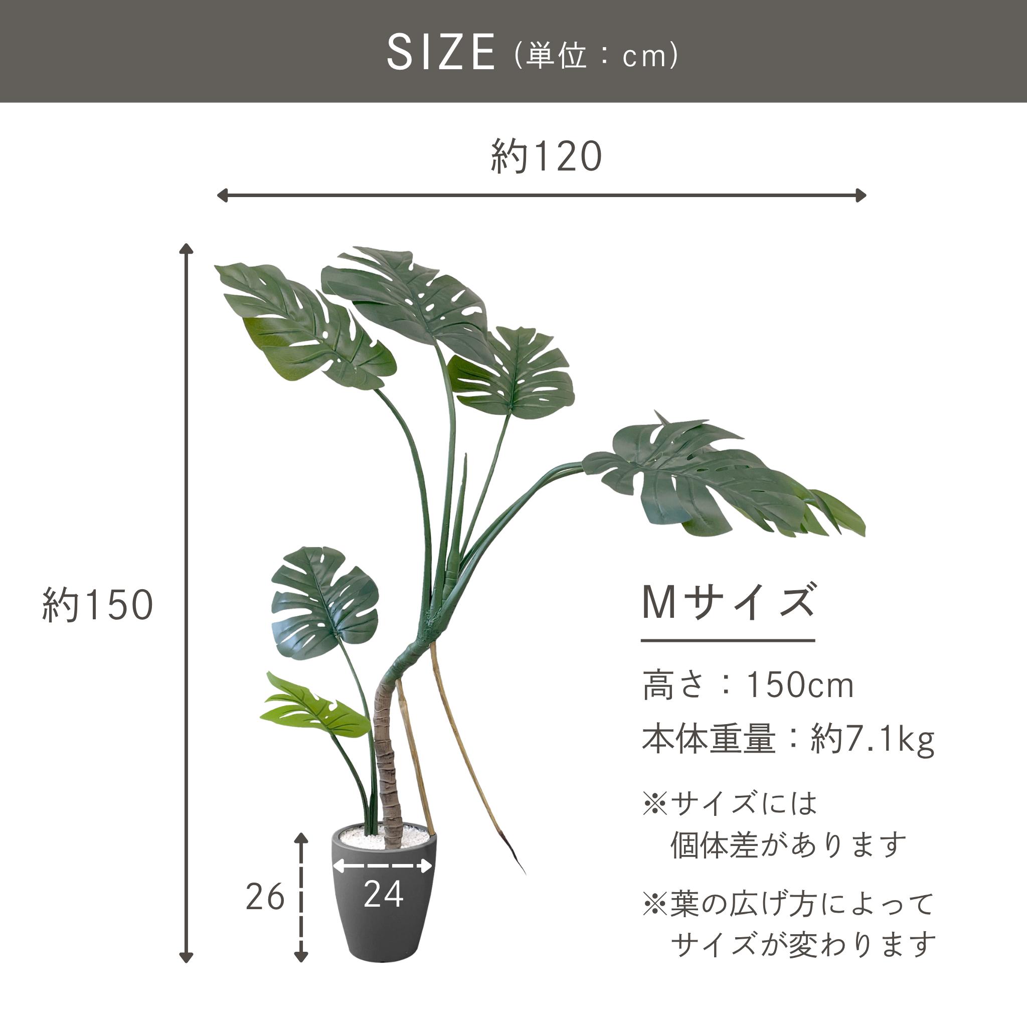 モンステラ フェイクグリーン 鉢付属[120/150/180cm]